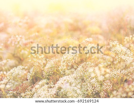 Abstract background with wildflowers - soft sunlight morning on meadow in summertime with bokeh and blur effect for your floral decor. Delicat white flowers in pastel colors. Imagine de stoc © 