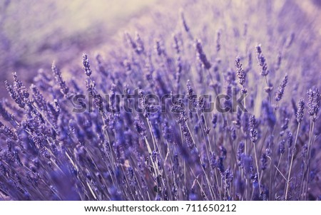 Similar – Image, Stock Photo #A# Lavender in the garden I