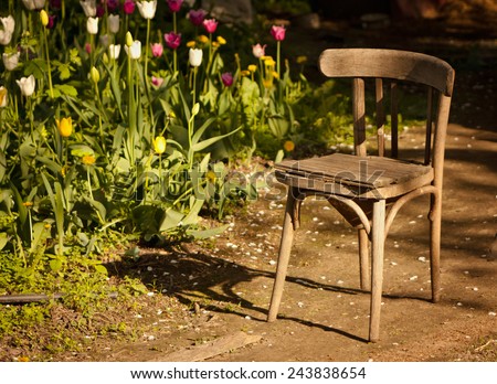 Nature objects. Old chair in the garden with tulips. Modal sun, warm light.