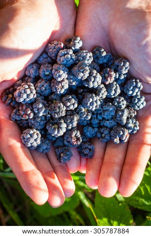 Nature. Food. Close-up of fresh blackberries in hands.