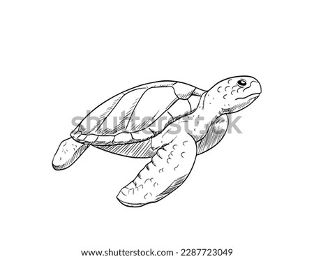 turtle fish of ink drawing sketch for poster vintage