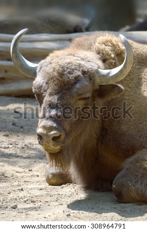 American Bison head, while resting with the rest of the herd