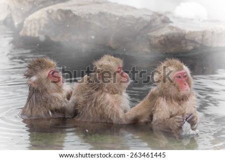 The Japanese monkey which washes a back in a hot spring