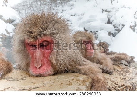 The Japanese monkey which enjoys an outdoor bath with all one\'s might