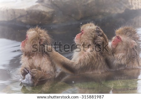 Three Japanese monkeys which have a washing kid in a hot spring