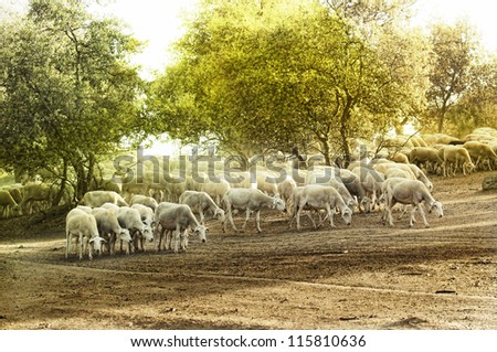 Herd sheep in the forest.Pastel colors