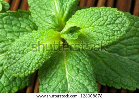 Mint leaves on wooden base. Close up fresh mint