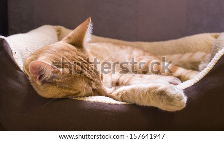 Sleeping orange cat in cat bed