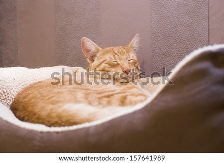 Sleeping orange cat in cat bed