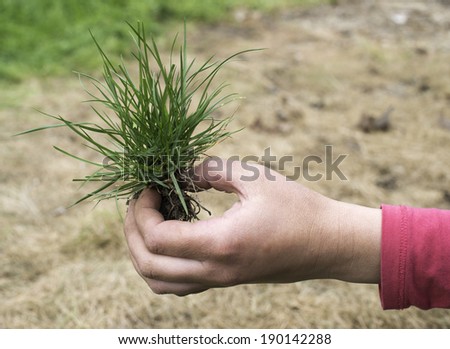 Hand holding turf grass and earth
