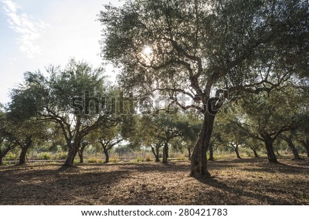 Olive trees and sun rays. Olive plantation
