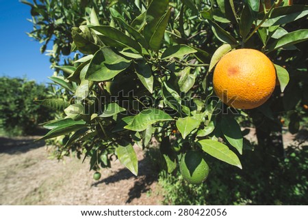 Oranges on a branch. Orange trees in plantation