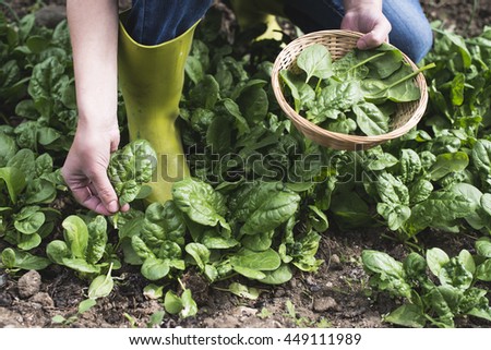 Similar – Image, Stock Photo Fresh bio harvest home garden herbs