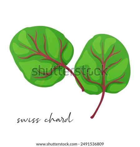 Vector organic swiss chard leaves isolated on white background.