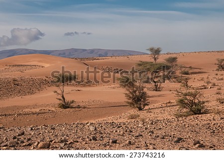 Last trees in western Moroccan Sahara