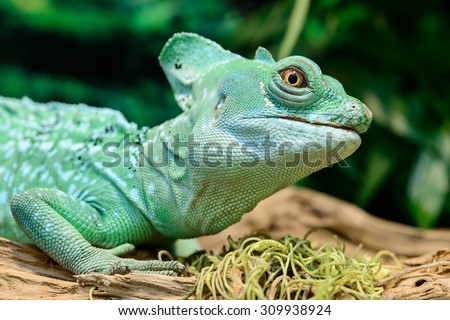 Close-up view of a green Plumed basilisk Lizard (Basiliscus plumifrons) on the tree, focus on eye, with shallow depth of field