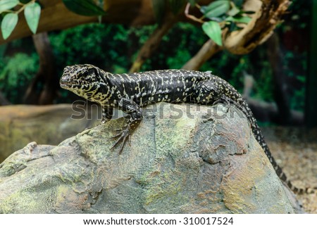 Golden Tegu (Tupinambis teguixin) rests on a stone in the Peruvian Amazon