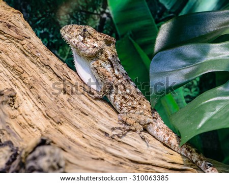 Close-up view of a Anole lizard (Anolis baracoae) on the tree, focus on eye, with shallow depth of field