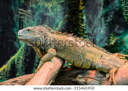 green iguana on a tree. focus on the eye reptiles