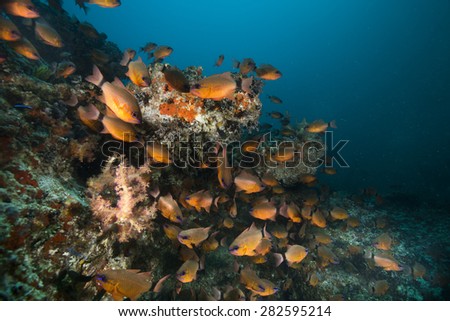 Shoal of orange fish on coral reef in Oman