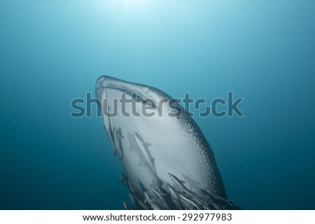 Interaction with a curious juvenile whale shark swimming near a reef in the Arabian sea off the coast of Oman in the Straits of Hormuz with remora attached in clear blue waters