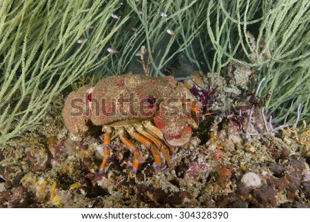 Colorful and edible Slipper lobster (or Cigali) on a shallow coral reef in Oman with soft coral behind.