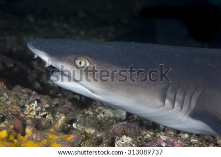 Portrait of white tip reef shark (Triaenodon obesus) resting under coral on a reef in Tulamben Bay on the north coast of Bali near Mount Agung volcano showing face and eyes with sharks teeth visible