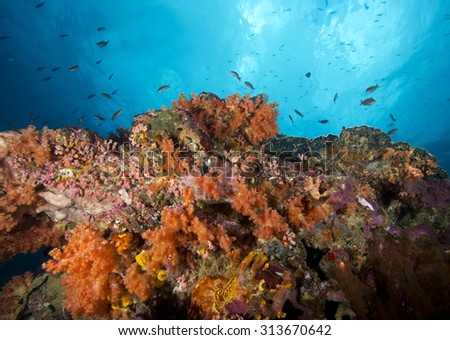 Colourful hard and soft coral growing on coral reef  in Bali Indonesia with blue clear water background and small tropical fish looking up at the sunlight coming through