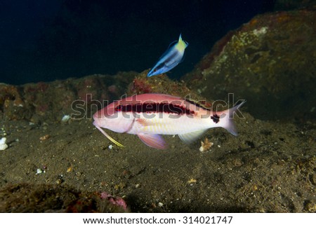 Stripe spot Goatfish (Parupeneus macronema) fish with bicolour cleaner fish (Labroides bicolour) on black volcanic sand near tropical coral reef in Tulamben Bali Indonesia