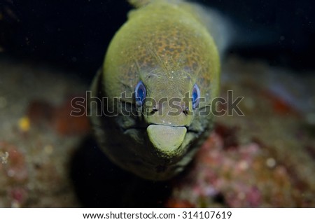 Funny view of sad green giant moray eel (Gymnothorax javanicus) staring unhappily at the camera from a crevice in a coral reef in Tulamben in Bali in Indonesia with a downturned mouth.