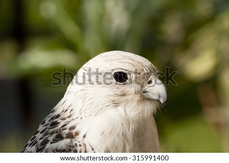 Head and shoulders or profile view of an alert Gyr Falcon or Gerfalcon (Falco rusticolus), a large hunting polymorphic species of raptor, shot with green foliage background in the United Arab Emirates