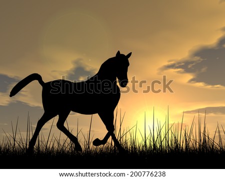Concept or conceptual young beautiful black horse silhouette in grass or meadow over a sky at sunset landscape background