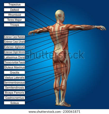 Concept conceptual 3D human anatomy and muscle text on blue gradient background, metaphor to body, tendon, spine, fit, builder, strong, biological, skinless, shape, muscular, posture, health medical