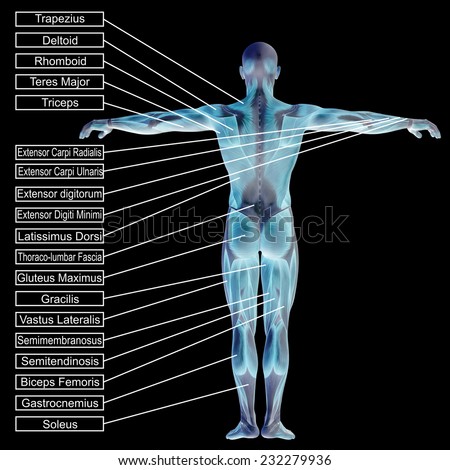 Concept conceptual 3D human anatomy and muscle text on black background, metaphor to body, tendon, spine, fit, builder, strong, biological, skinless, shape, muscular, posture, health medical