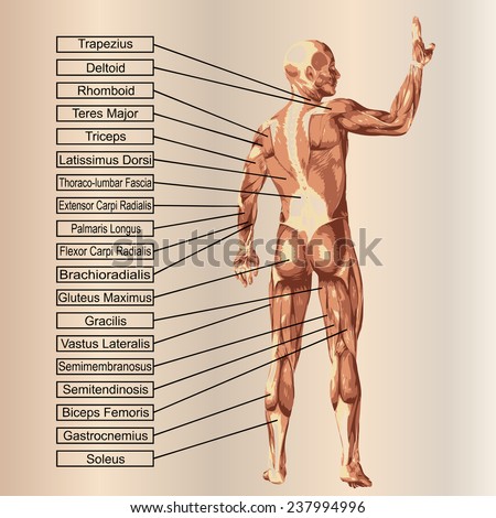 Concept or conceptual 3D human anatomy and muscle text on beige vintage background, metaphor to body, tendon, spine, fit, builder, strong, biological, skinless, shape, posture, health medical