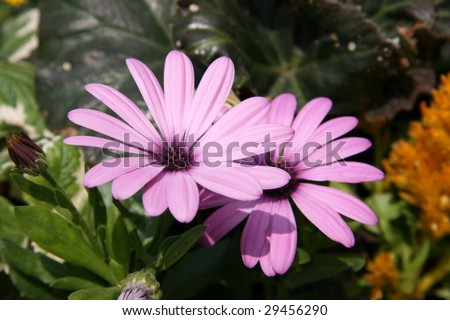 beautiful pink flowers, ideal for natural,health or season designs.