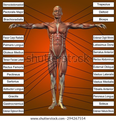 Conceptual 3D male, human anatomy, a man with muscles and text on orange gradient background for body, tendon, spine, fit, builder, strong, biological, skinless, shape, muscular posture health medical