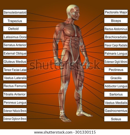 Conceptual 3D male, human anatomy, a man with muscles and text on orange gradient background metaphor to body, tendon, spine, fit, builder, strong, biological, skinless, shape, posture, health medical