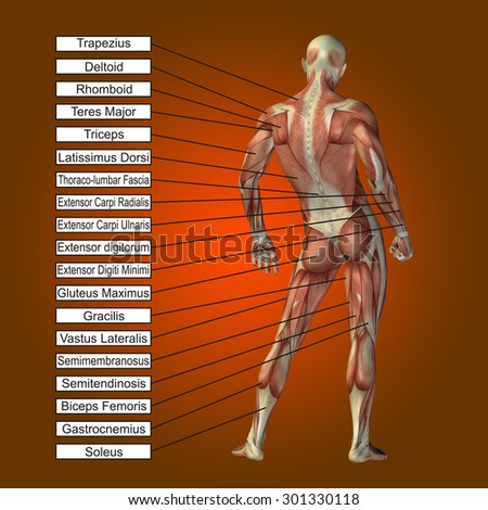 Conceptual 3D male, human anatomy, a man with muscles and text on orange gradient background metaphor to body, tendon, spine, fit, builder, strong, biological, skinless, shape, posture, health medical