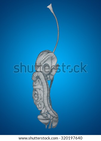 Concept or conceptual anatomical human woman 3D wireframe mesh digestive system on blue background metaphor to anatomy, medical, body, stomach, medicine, intestine, biology, internal digest