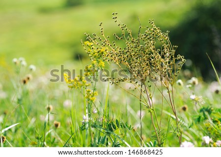 green summer shining grass in sunlightg. bright nature backgrounds