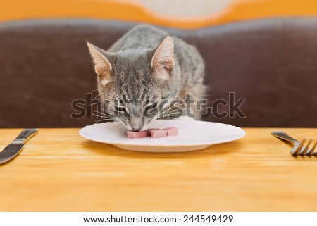 young cat eating food from kitchen plate. focus on cat