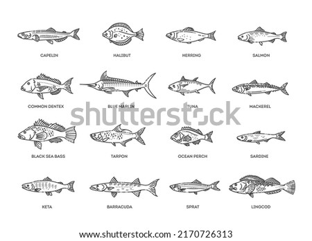 Saltwater fish set. Types marine and ocean fish