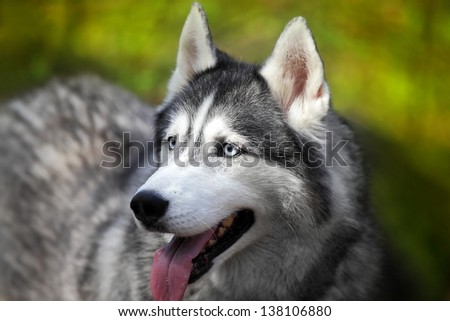 Portrait of a beautiful siberian husky in forest, on blur  background