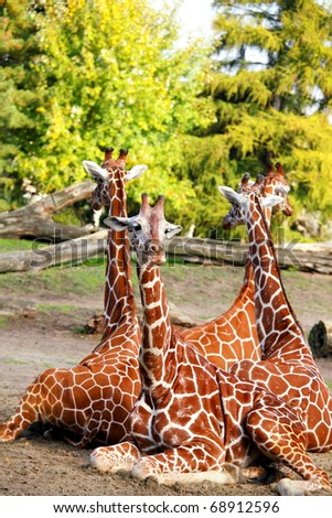 Family of giraffes in  wroclaw zoo, europe, poland