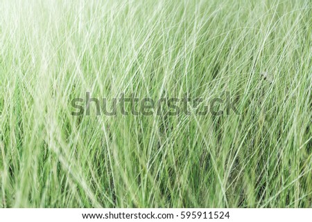 Background Outdoor