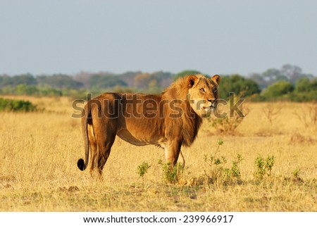 Male lion standing