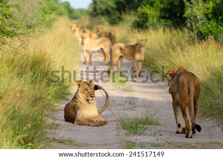 Pride of lions on the road