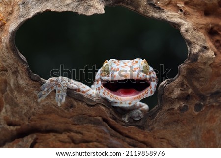 The Tokay Gecko (Gekko gecko) on wood. Stock fotó © 