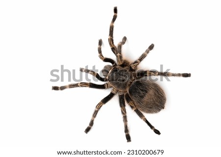 Similar – Image, Stock Photo Insect on hairy knee. To sting or not to sting, that is the question here.